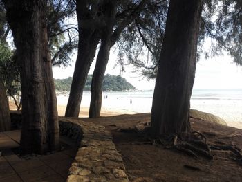 Trees at beach against sky