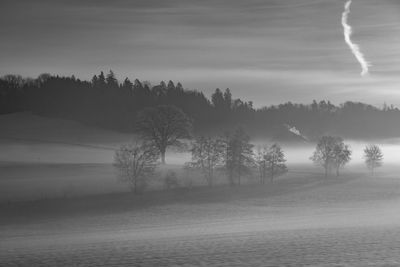 Trees on field against sky