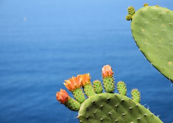 Close-up of succulent plant against blue sky