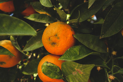 Close-up of orange fruits on tree