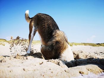 View of an animal on beach