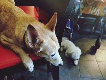 High angle view of a dog resting on floor