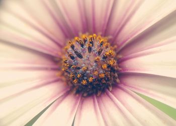 Full frame shot of purple flower