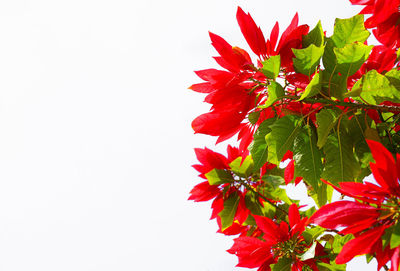 Close-up of red flowering plant against white background