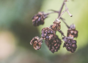 Close-up of wilted plant