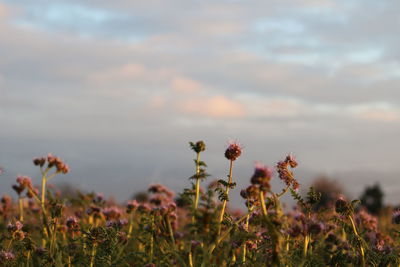 Close-up of flowers blooming on field against sky