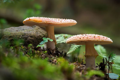 Close-up of mushroom growing on land