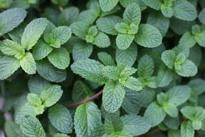 Full frame shot of green leaves