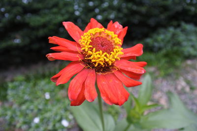 Close-up of red flower