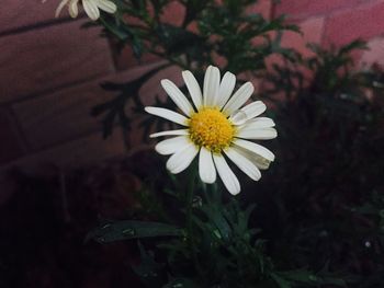 Close-up of flower blooming outdoors