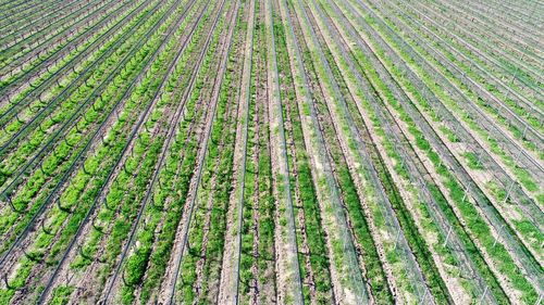 Full frame shot of bamboo on field