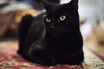 Portrait of black cat