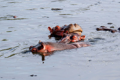 Close-up of crocodile in lake