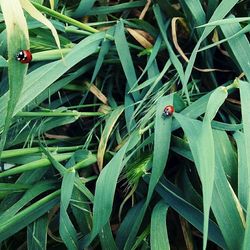 Plant growing in a garden