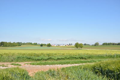 Scenic view of field against clear sky