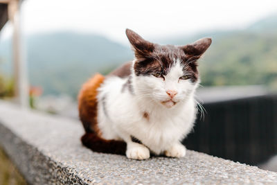 Close-up portrait of a cat