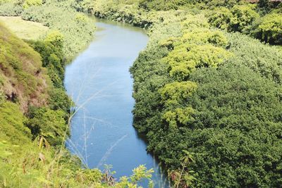 High angle view of river amidst trees in forest