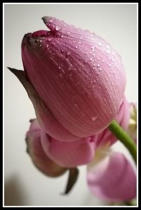 Close-up of pink flowers