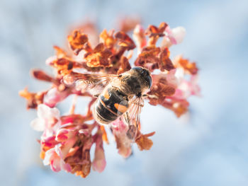 Close-up of bee pollinating on flower