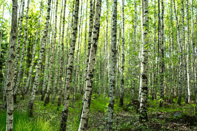 Pine trees in forest