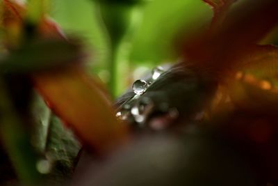 Close-up of water drops on flower