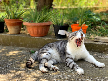 Portrait of cat sitting outdoors