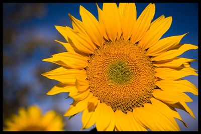 Close-up of sunflower against sky