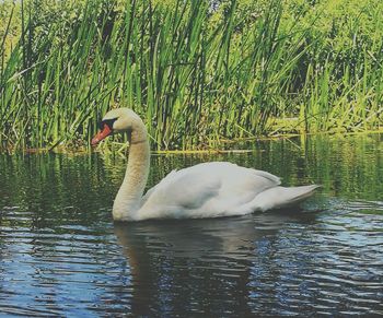 Swan swimming in lake