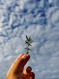 Close-up of hand holding plant