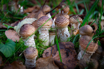 Close-up of mushrooms growing on field