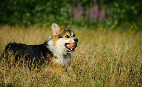 Close-up of pembroke welsh corgi carrying ball in mouth while running at grassy field