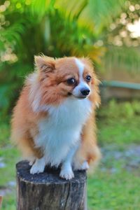 Portrait of dog looking away