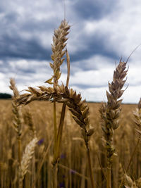 Close-up of stalks in field against cloudy sky