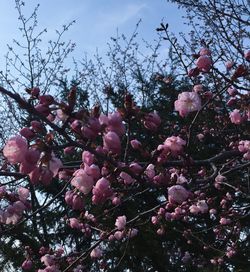Low angle view of cherry blossoms against sky