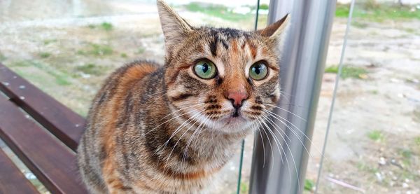 Multicolor cat portrait