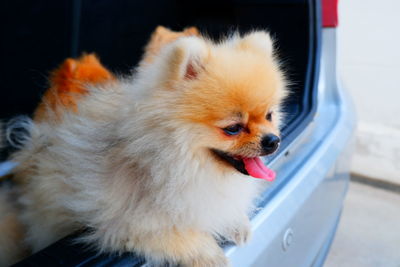 Close-up of a dog looking away