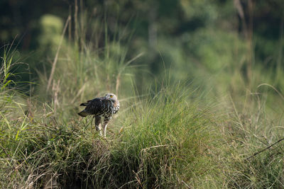 Close-up of bird on field