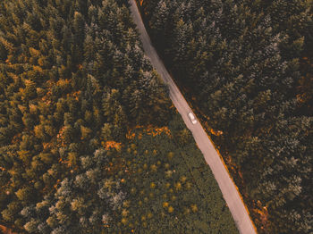 Aerial view of road amidst trees in forest