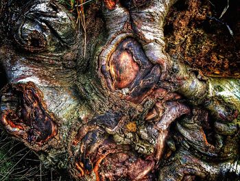 Trees in the dark