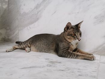 Cat lying on floor