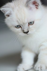 Close-up portrait of white cat