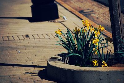 Close-up of yellow potted plant