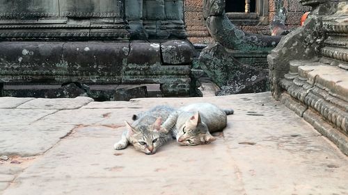 View of an animal sleeping on wall