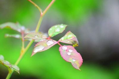 Close-up of leaves on plant