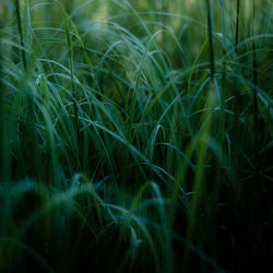 Full frame shot of crops on field