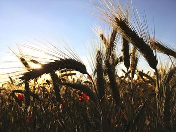 Close-up of wheat growing on field against clear sky