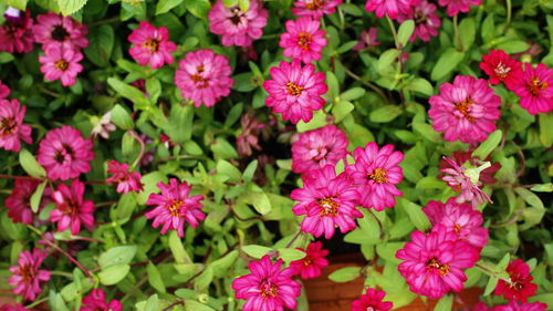 Pink flowers blooming outdoors