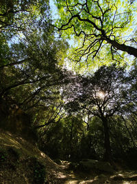 Low angle view of trees in forest