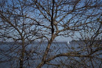 Bare tree against sky