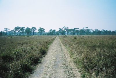 Scenic view of field against clear sky